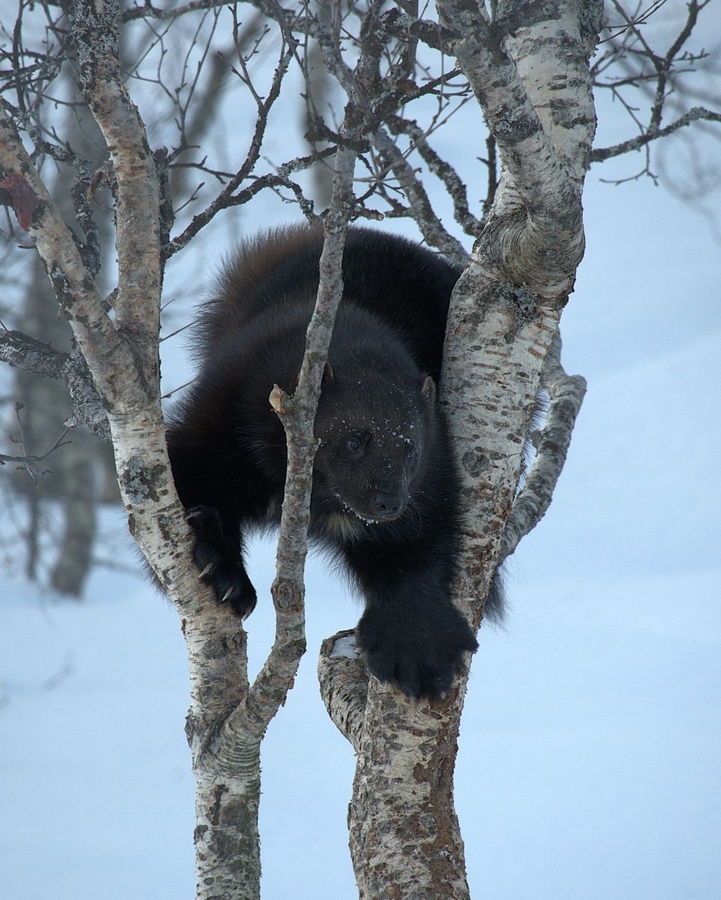 Arctic Wolverine - Pat Hamer - Commended